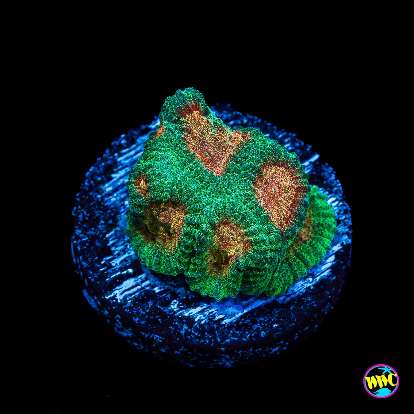 WWC Honey pot Favia