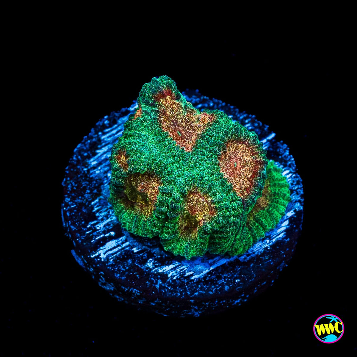 WWC Honey pot Favia