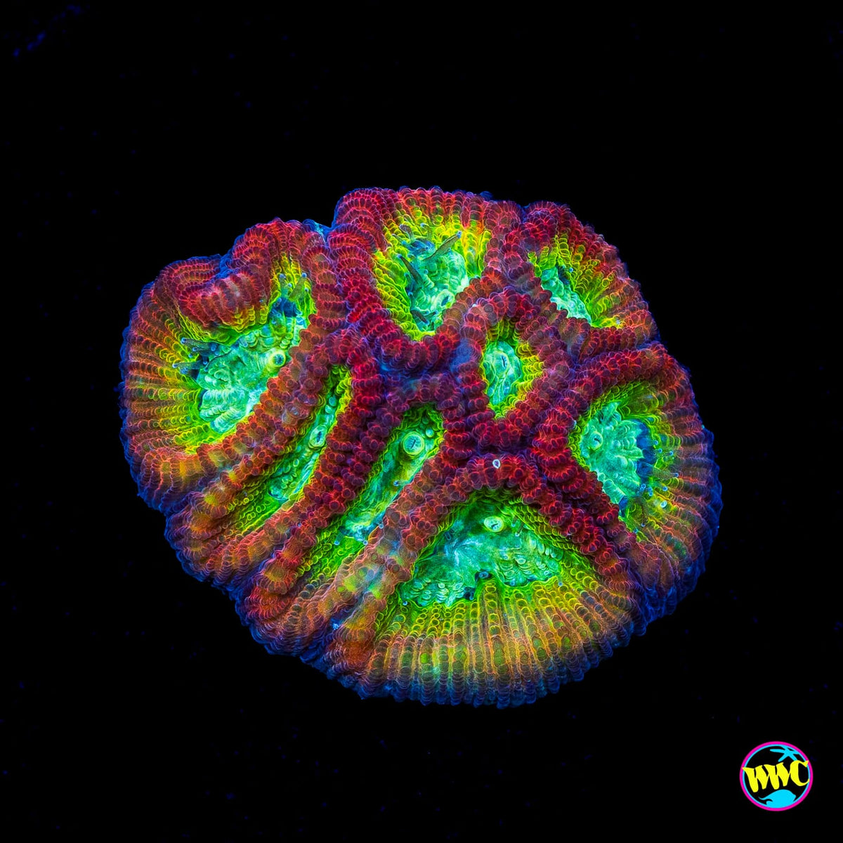 WWC Fantasmo Favia