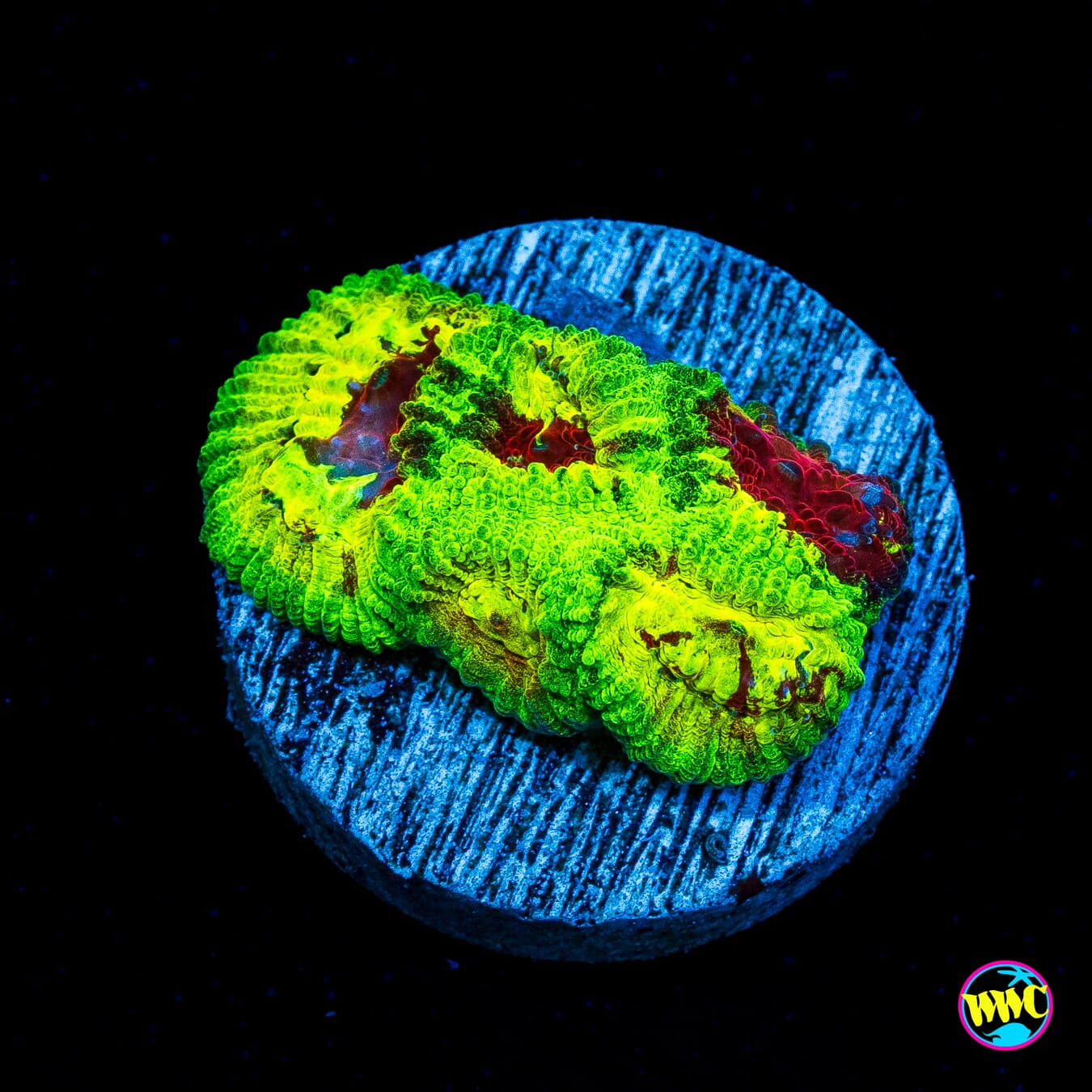 WWC Acid Venom Favia