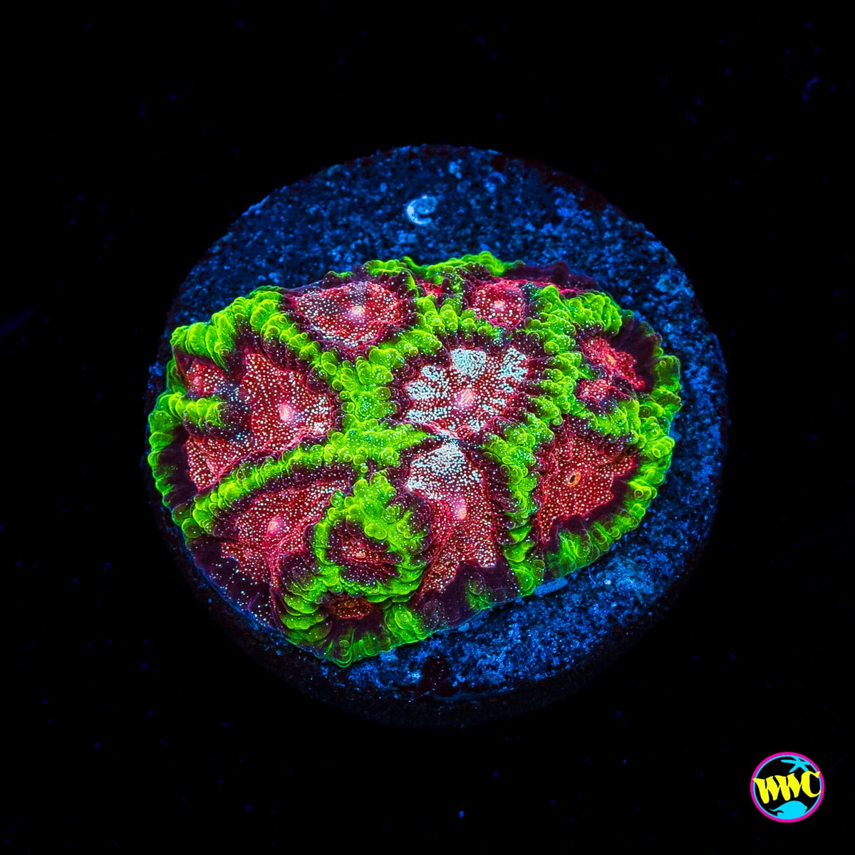 WWC Bejeweled Favites