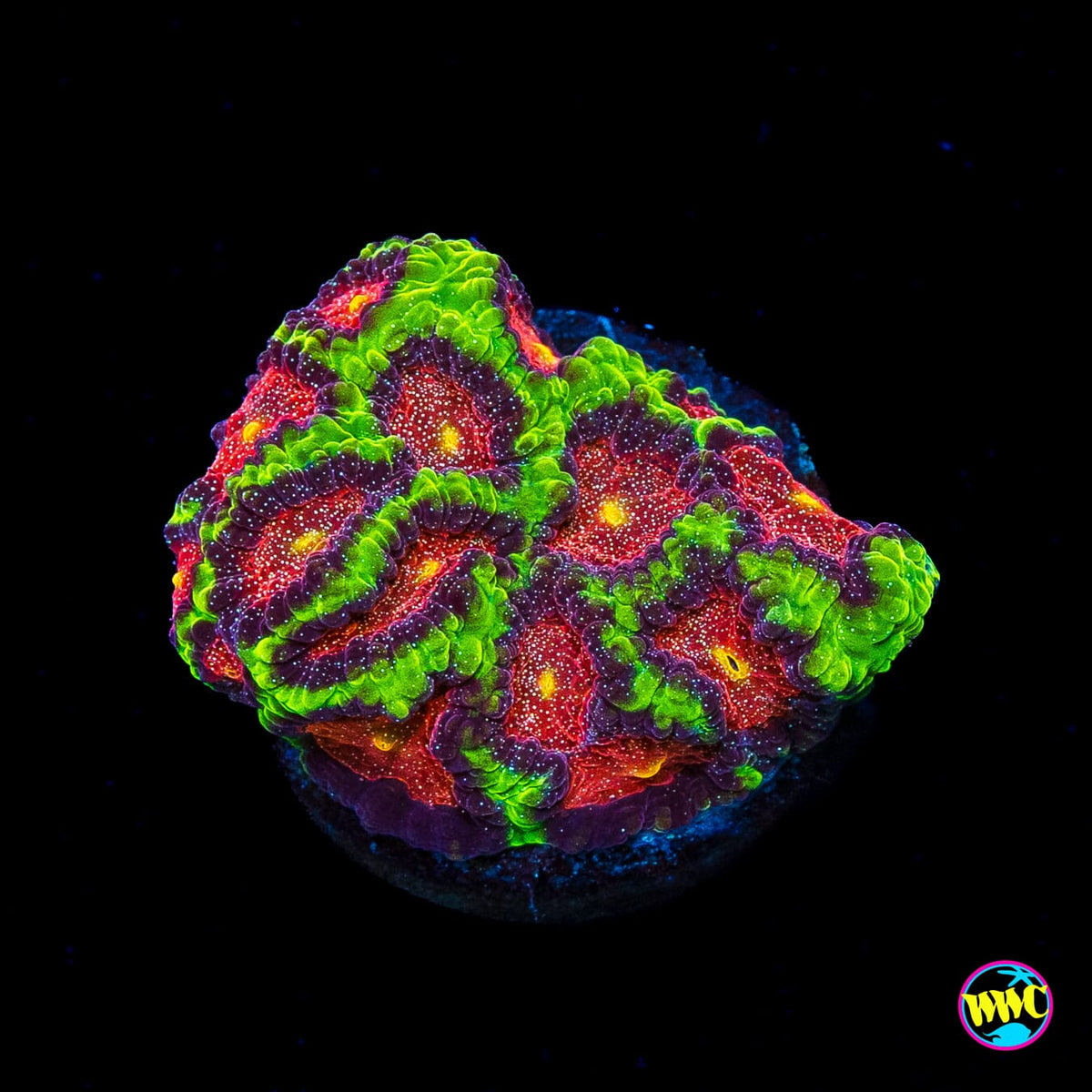 WWC Bejeweled Favites