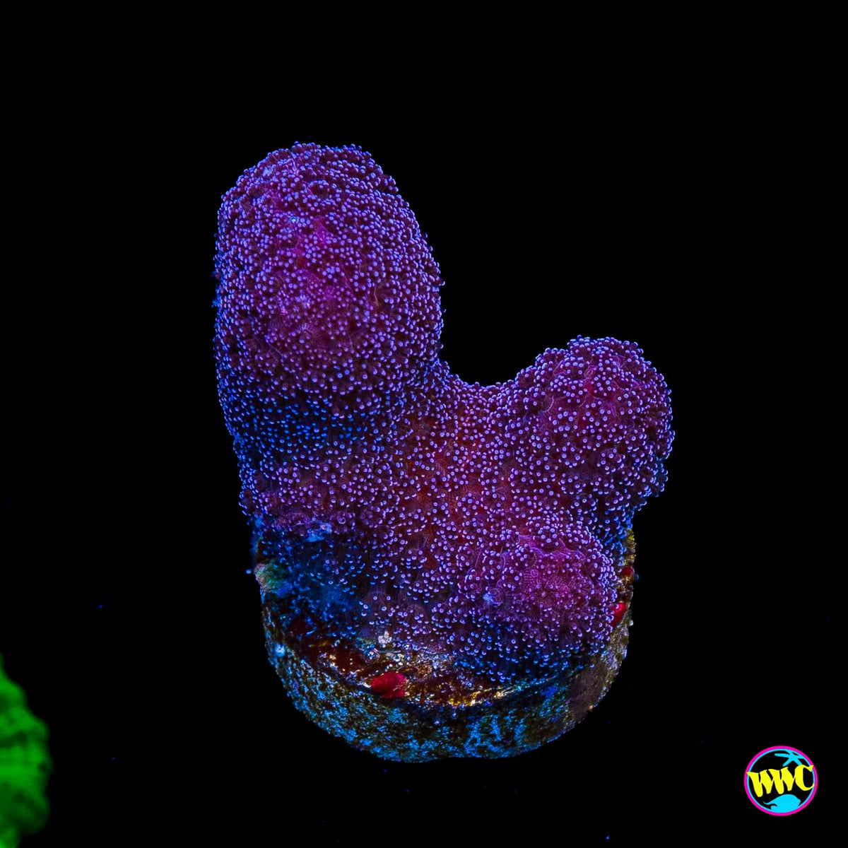 WWC Purple Stylophora