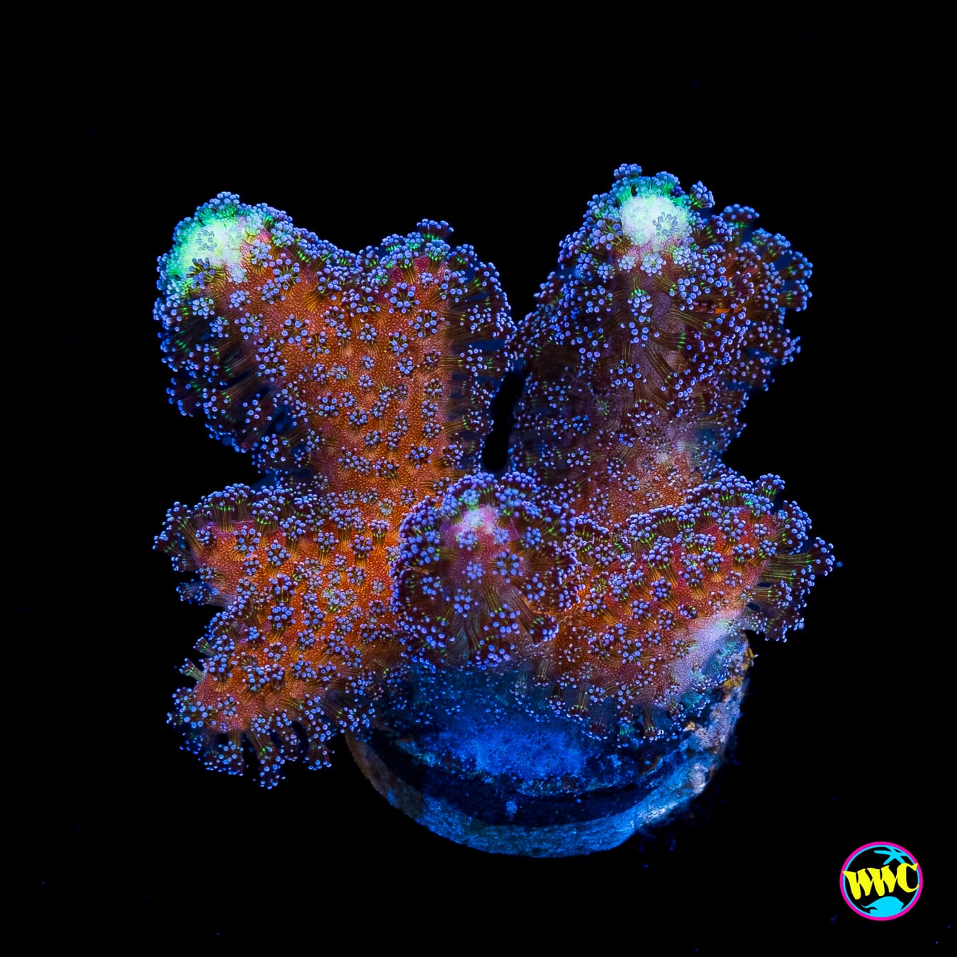 WWC Blue Stylophora