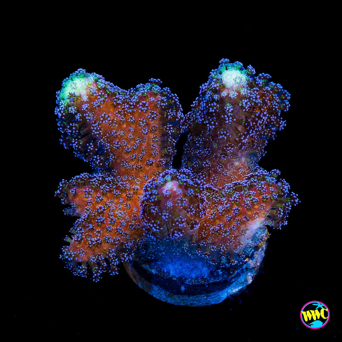 WWC Blue Stylophora