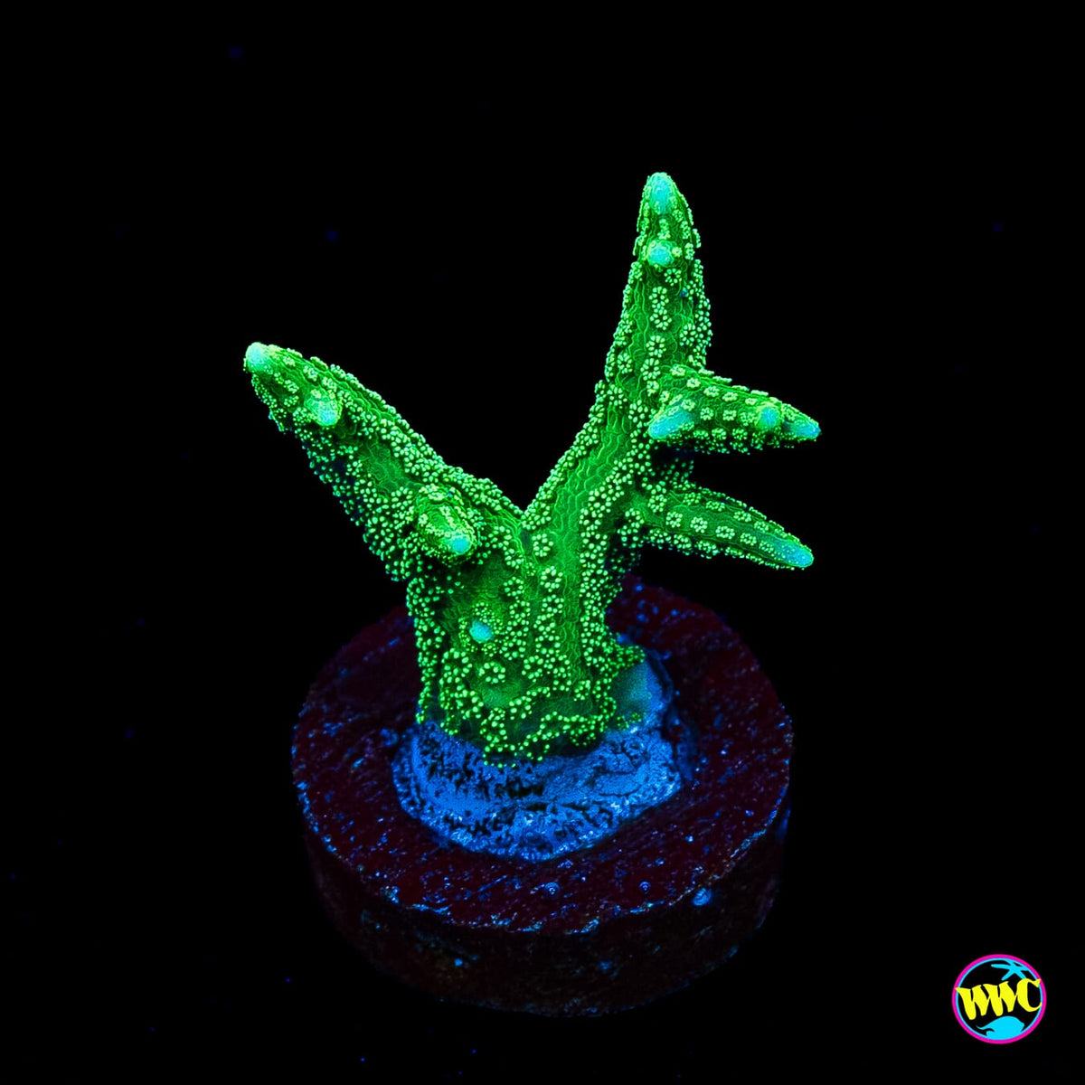 RF Jade Dragon Birdsnest