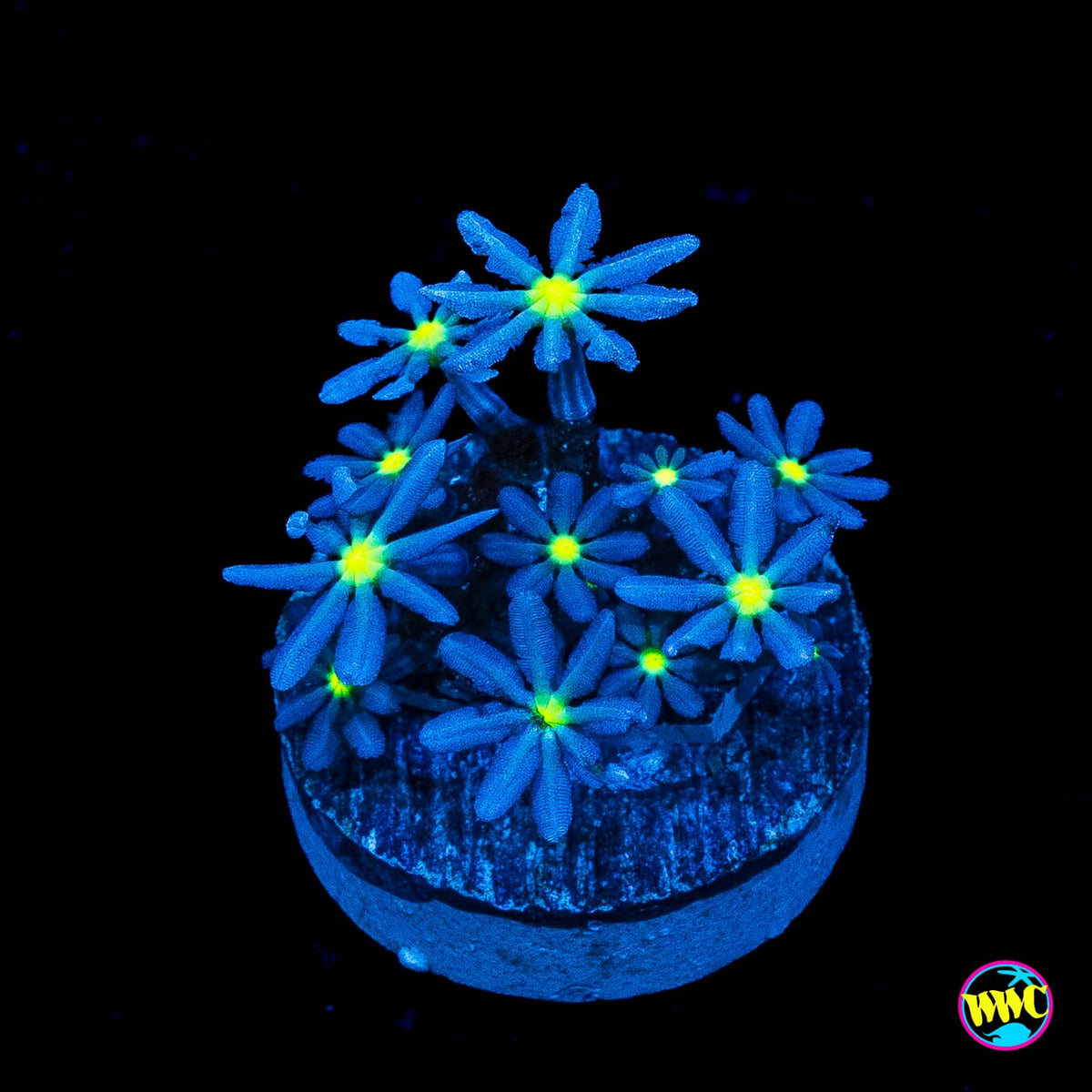 WWC Midnight Daisy Polyps
