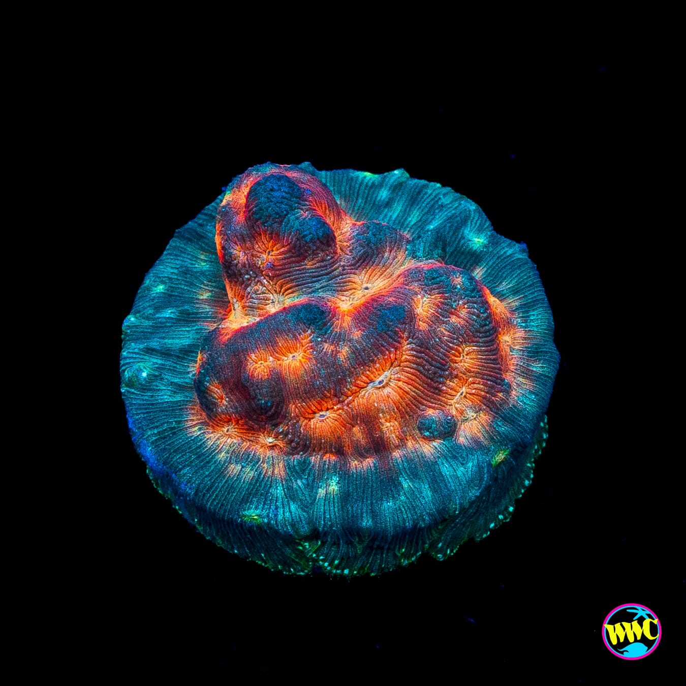 Jason Fox Lava Flow Leptoseris