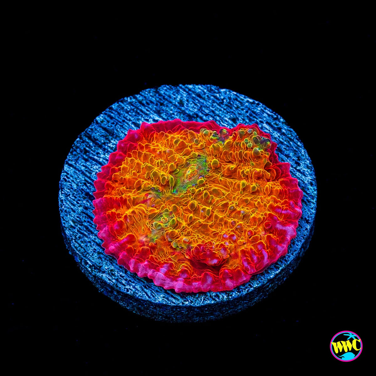 POTO Rainbow Peacock Chalice
