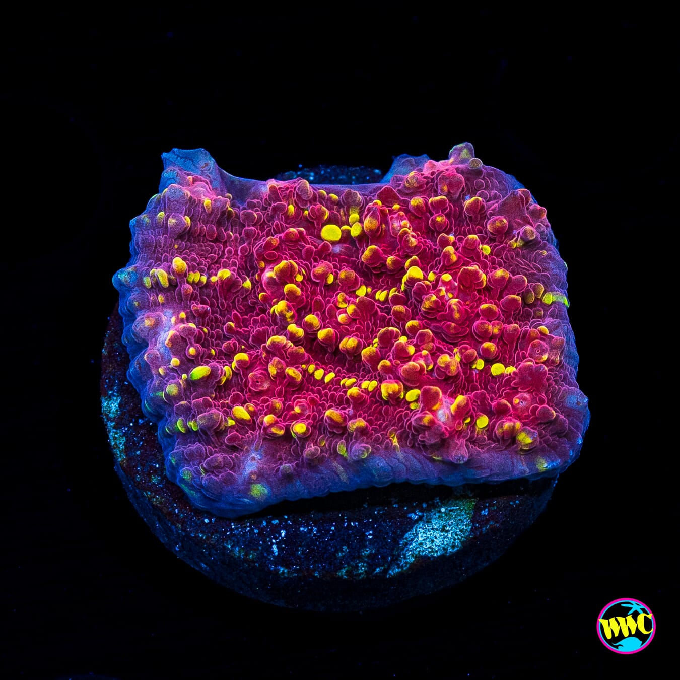 Jason Fox Goldmeister Chalice