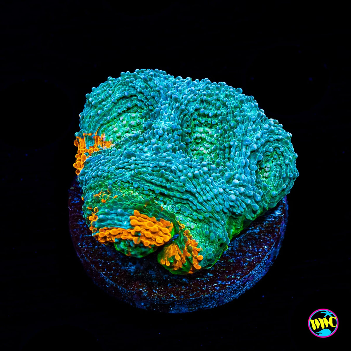 WWC Earthbound Echinata