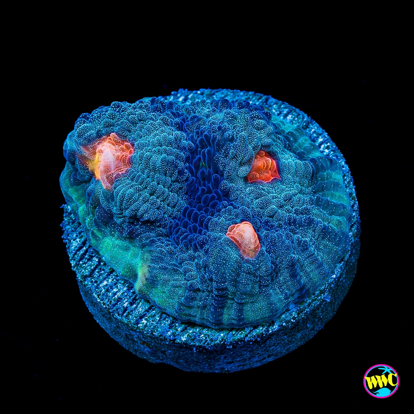 WWC Totally Blitzed Mycedium Chalice