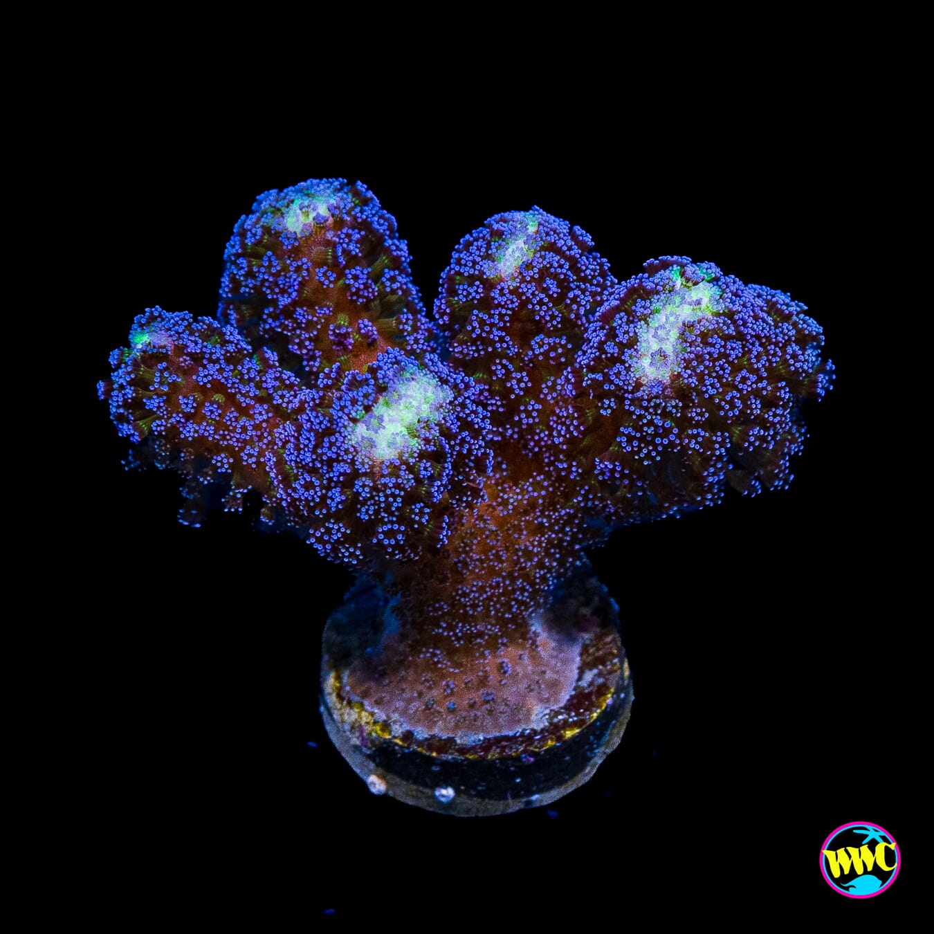 WWC Blue Stylophora