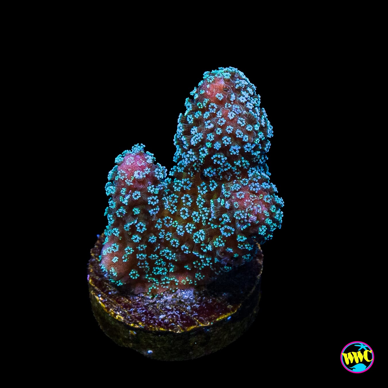 Tyree Rainbow Stylophora