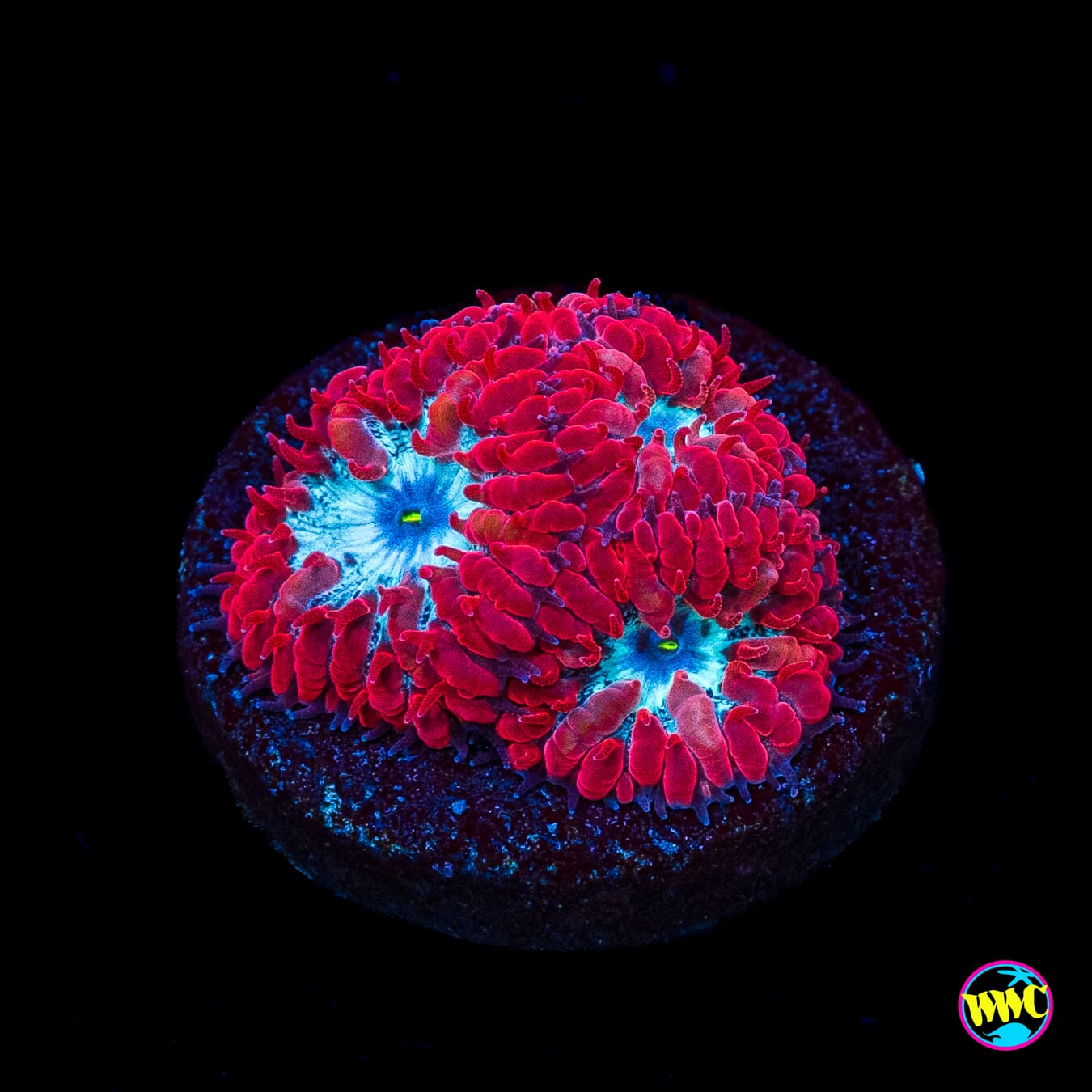 WWC Superman Merletti Blastomussa