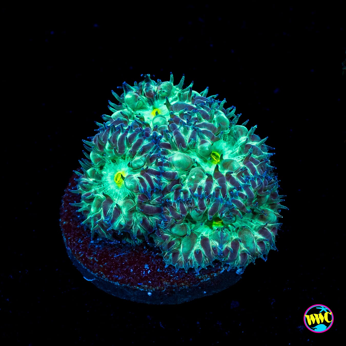 WWC Starlight Merletti Blastomussa
