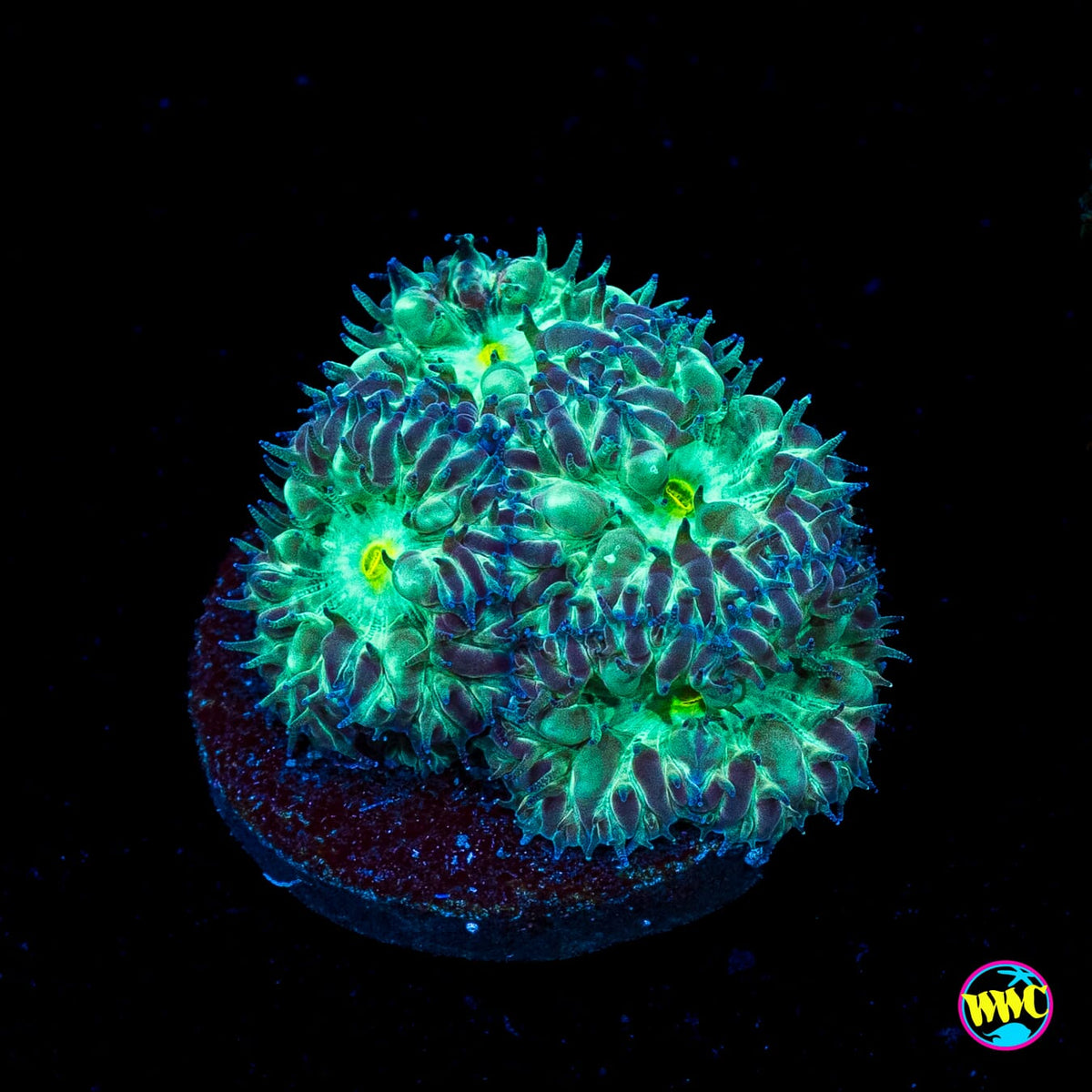 WWC Starlight Merletti Blastomussa
