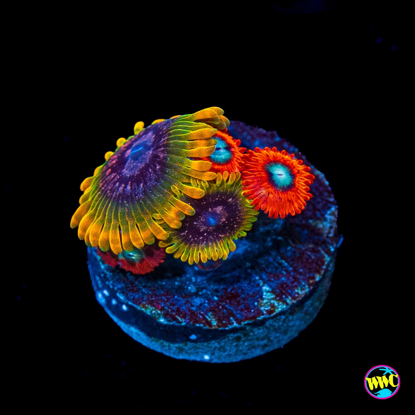 Jason Fox Acid Reflux and Charmanderz Combo Zoanthids