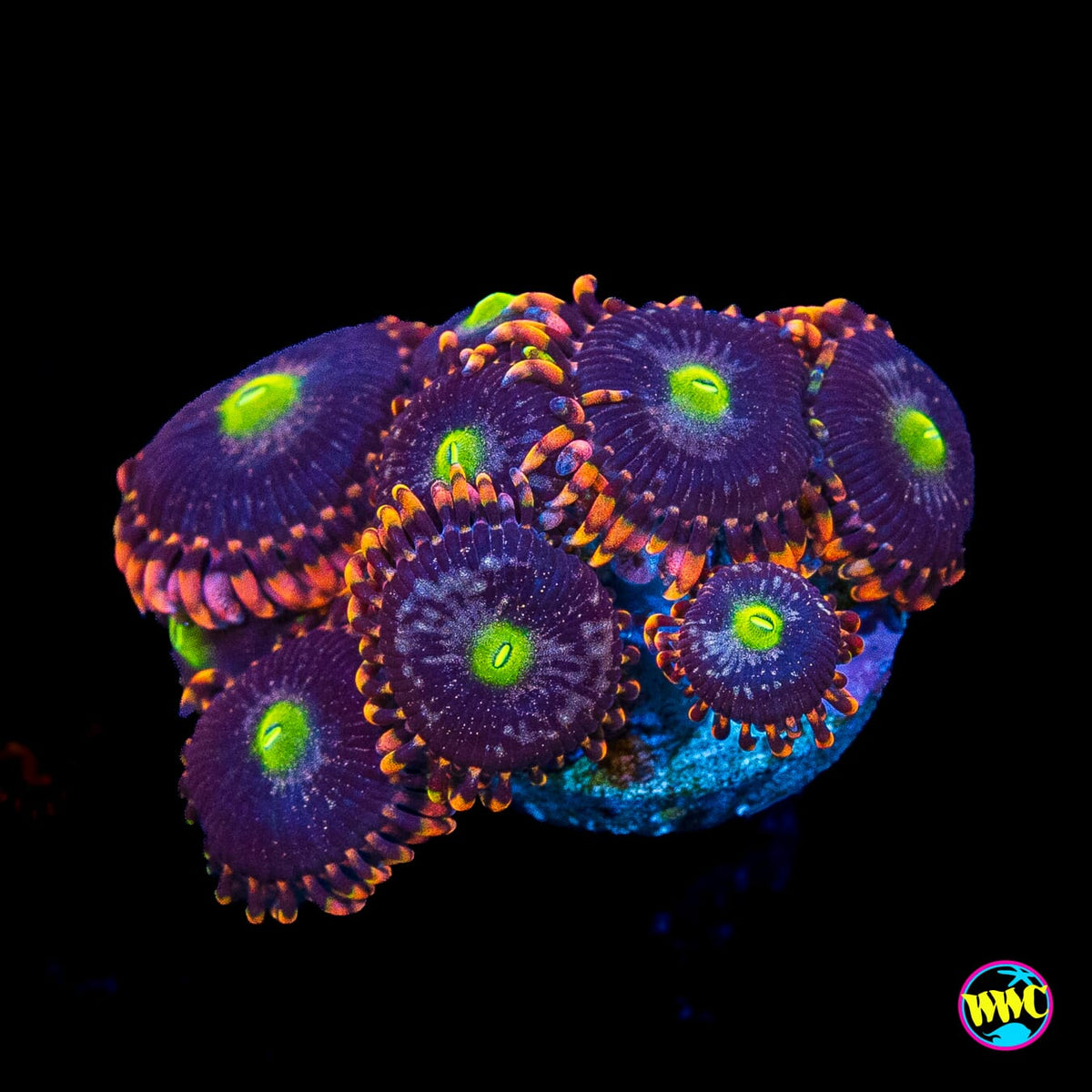 WWC Laffy Taffy Zoanthids
