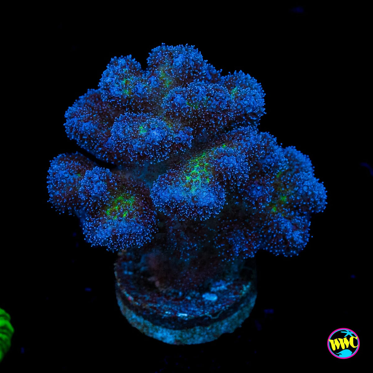 WWC Rainbow Pocillopora