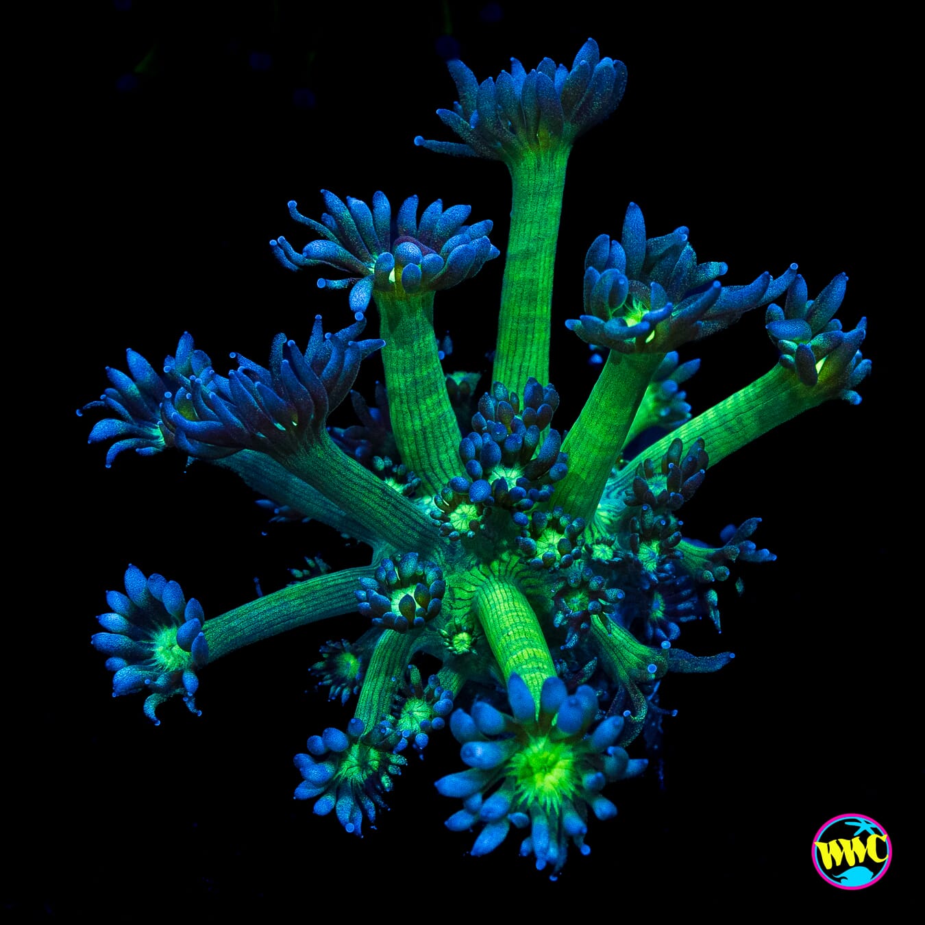 Shadow Goniopora