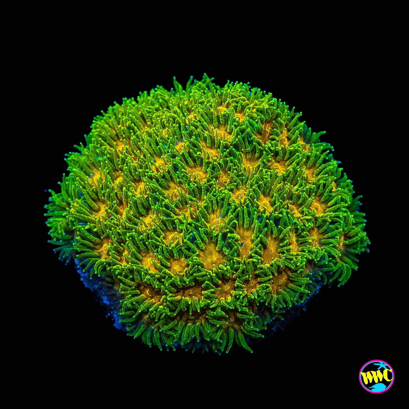 WWC Rogue Leptastrea