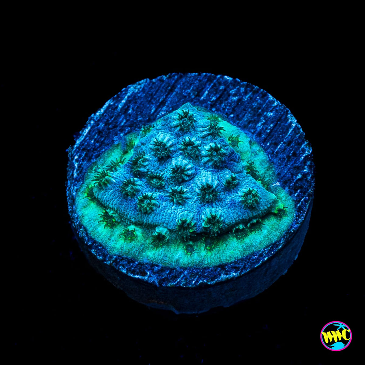 Ocean Floor Cyphastrea