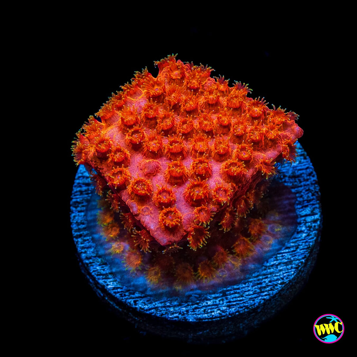 WWC Hi-Cee Cyphastrea