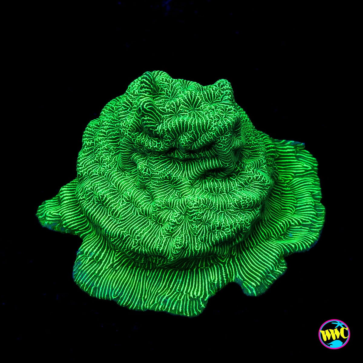 WWC Hulk Leptoseris