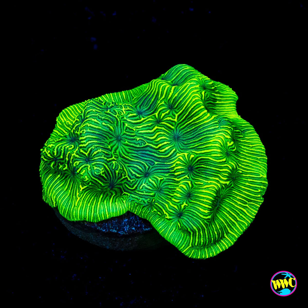 WWC Flubber Leptoseris