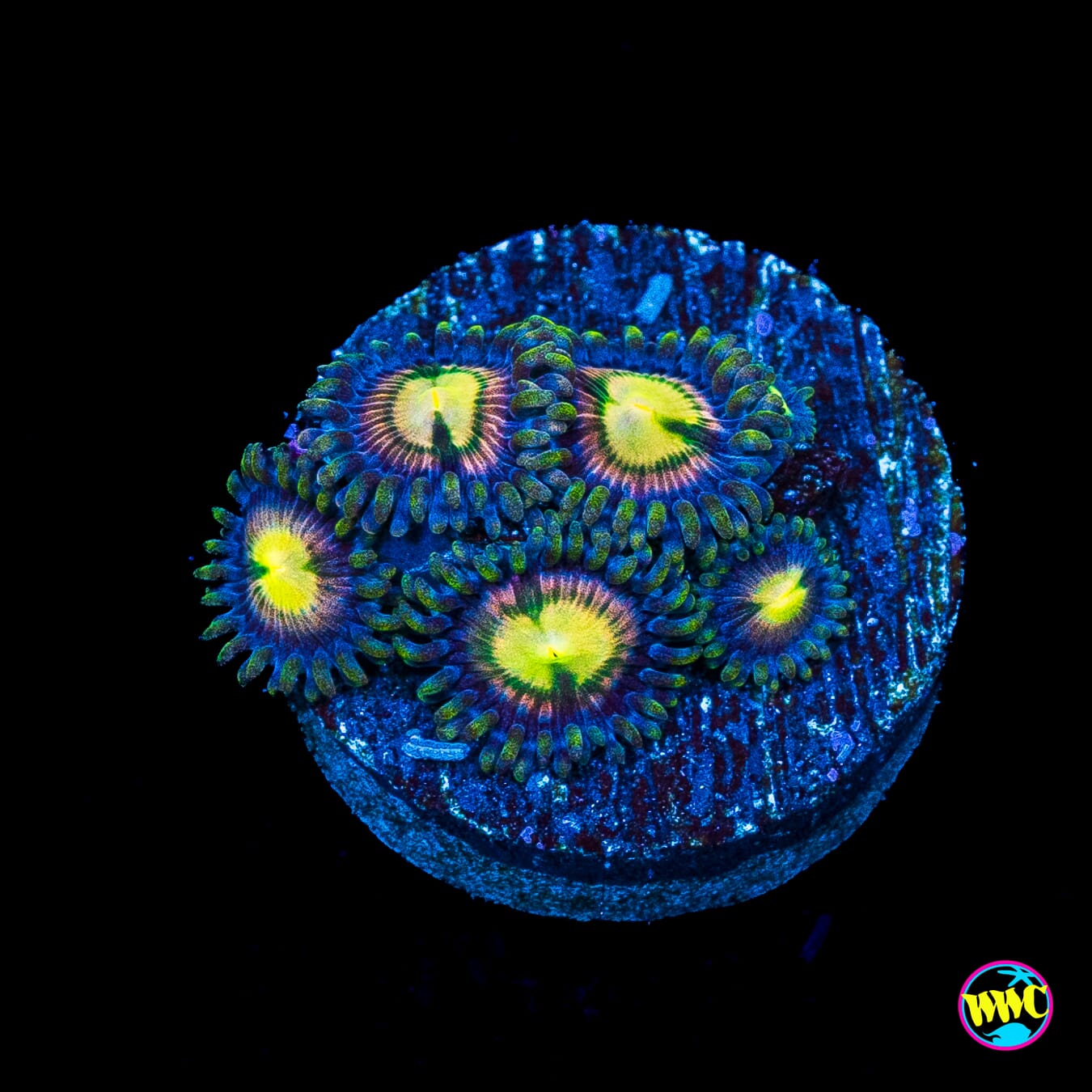 WWC Mystic Moon Zoanthids