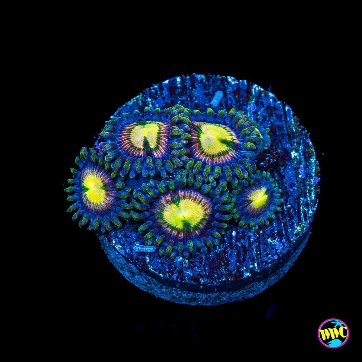 WWC Mystic Moon Zoanthids