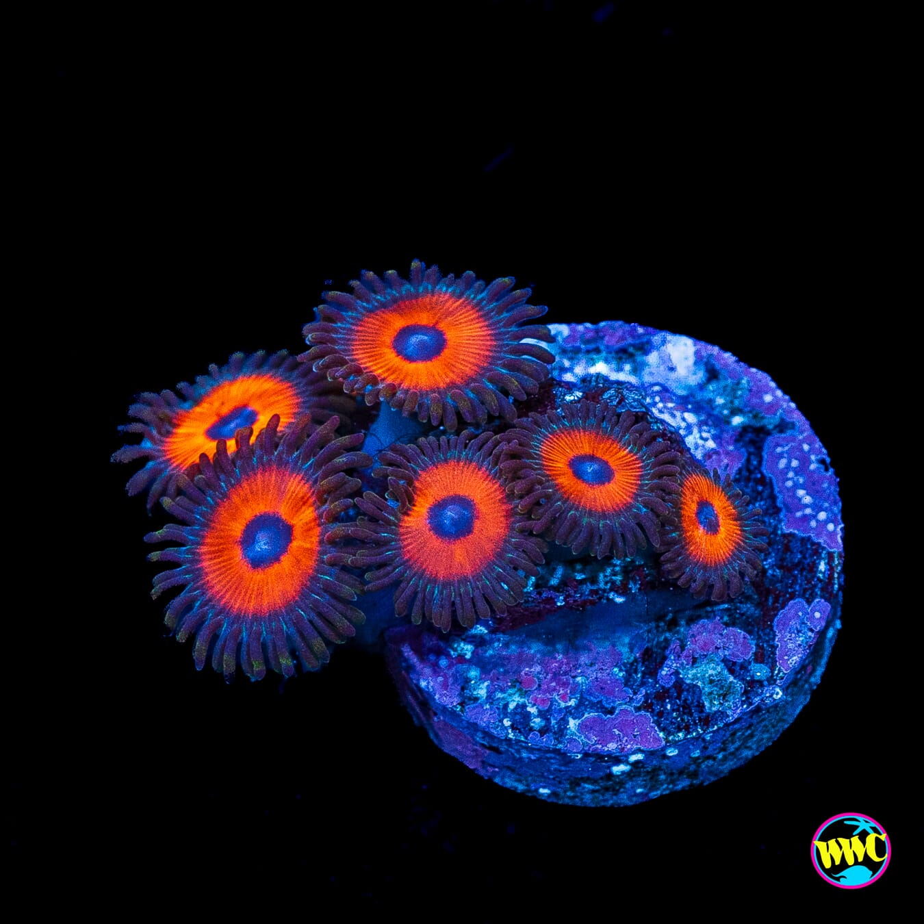WWC Red Bull Zoanthids