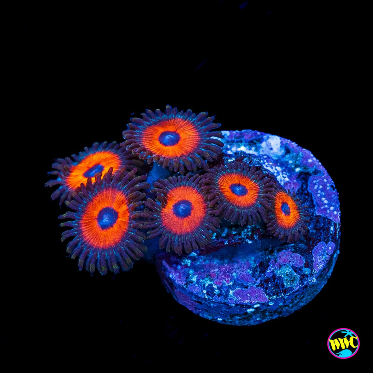 WWC Red Bull Zoanthids