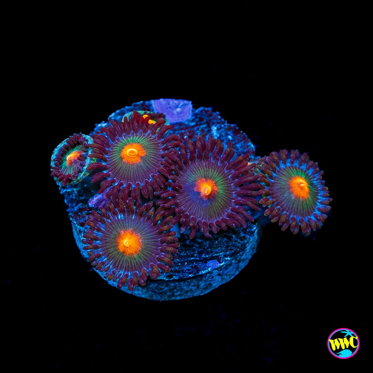 WWC Kiwi Sunset Zoanthids