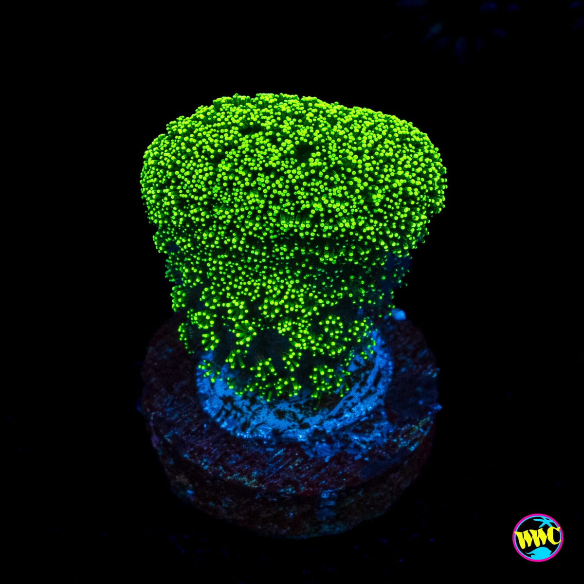 WWC Green Goblin Stylophora