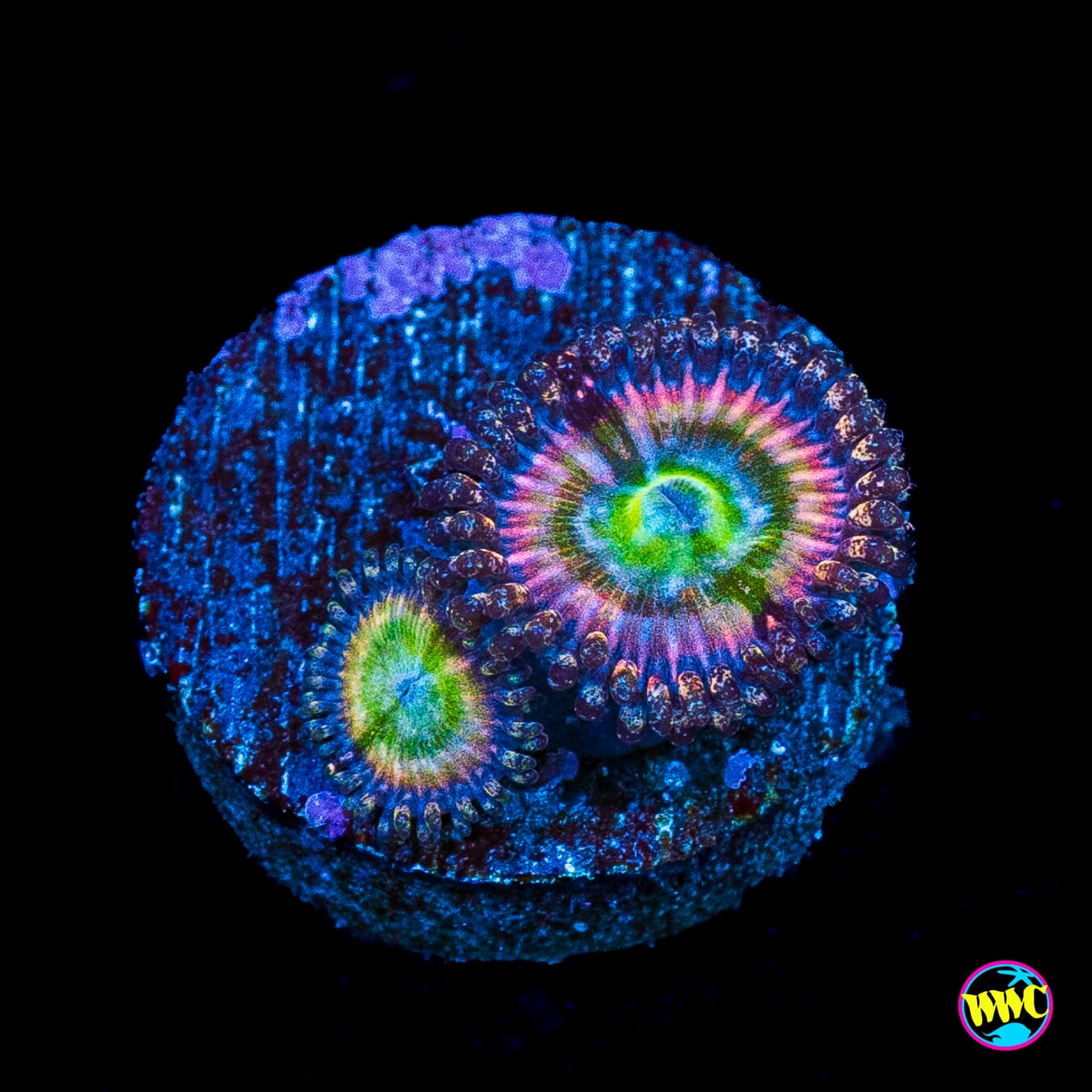 Rainbow Troll Zoanthids