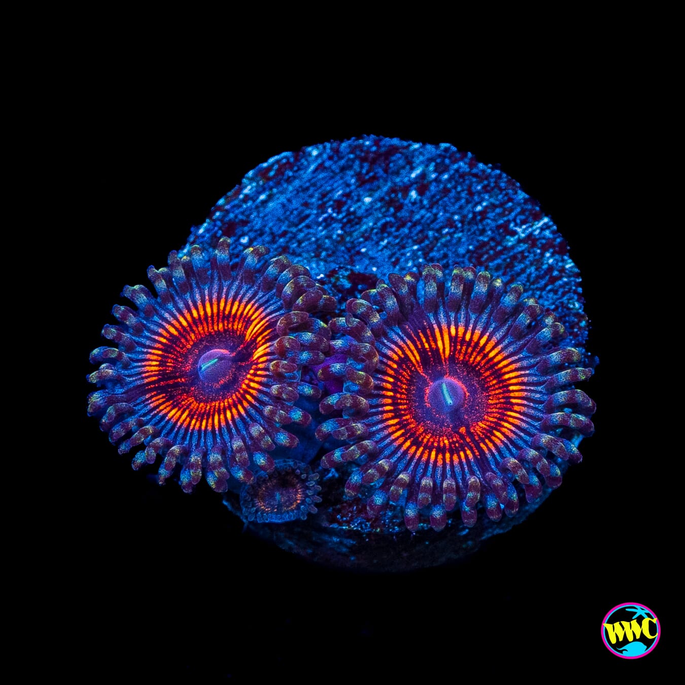 Armor of God Zoanthids