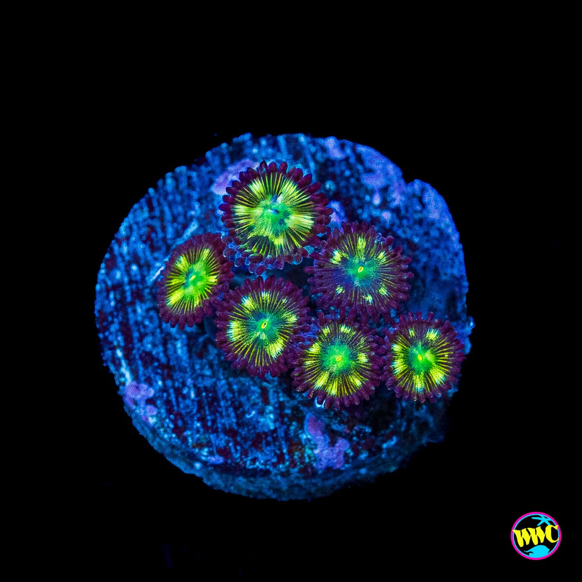WWC Saltwater Taffee Zoanthids