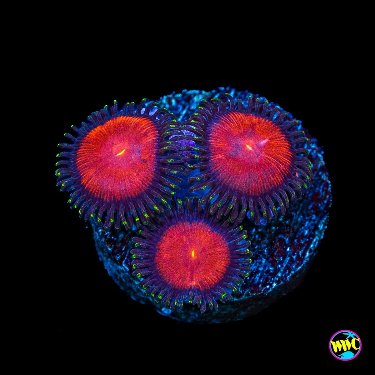 WWC Burning Mans Zoanthids