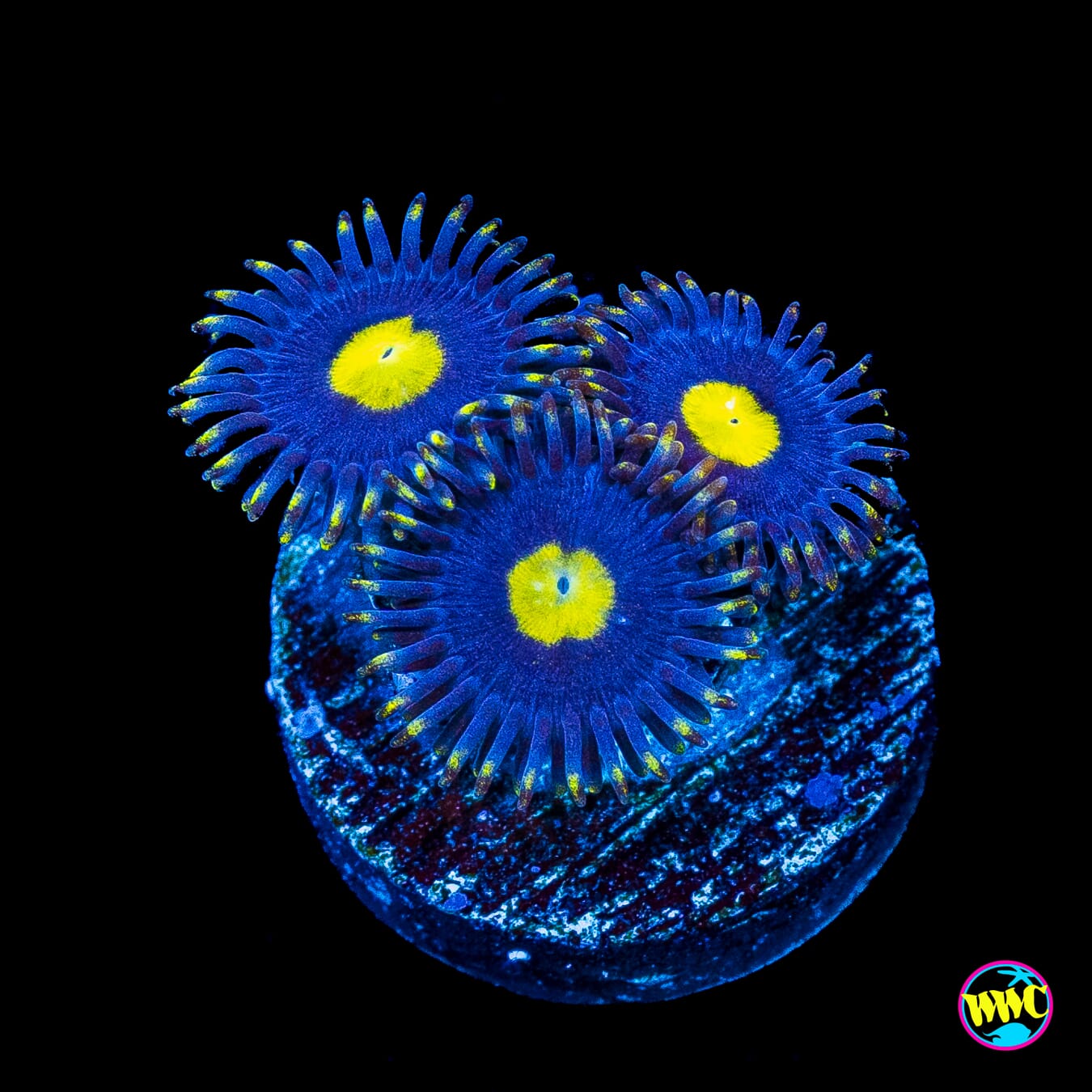 WWC Crazy Kimchi Zoanthids