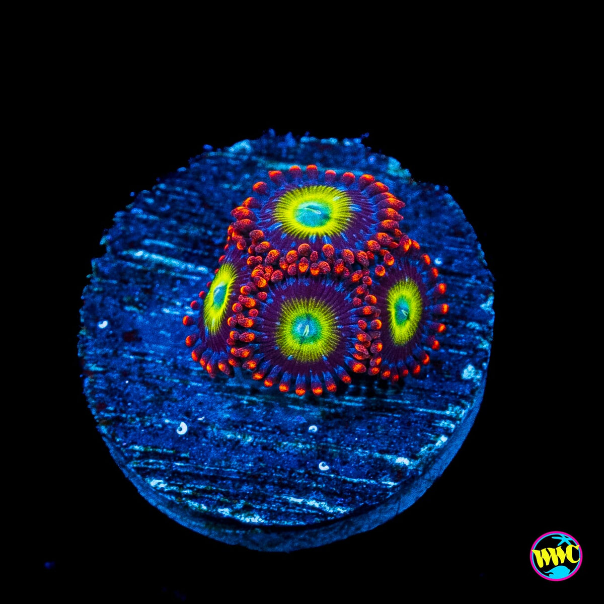 Circus Zoanthids