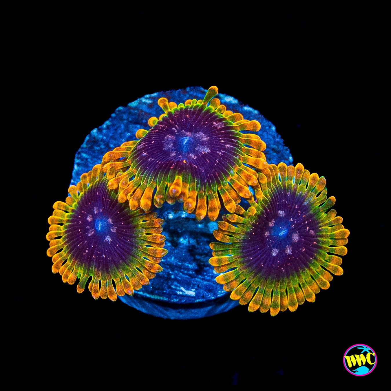 Jason Fox Acid Reflux Zoanthids