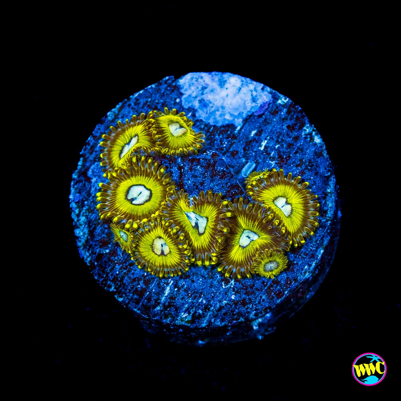 Pikachuz Zoanthids