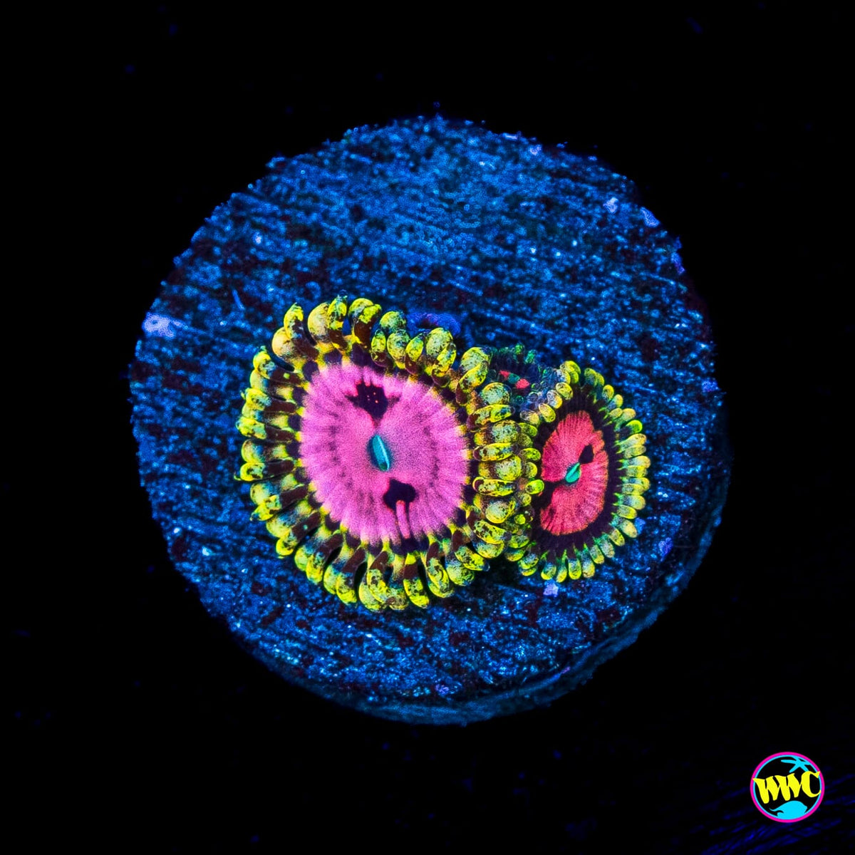 RR Pink Diamond Zoanthids