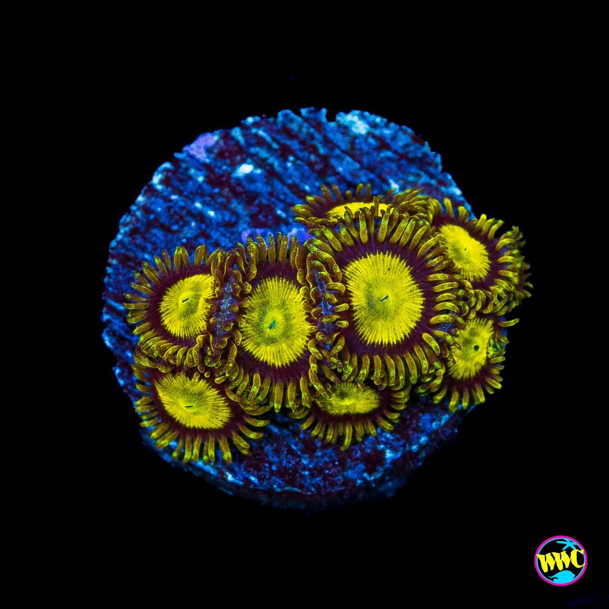 WWC King Midas Zoanthids