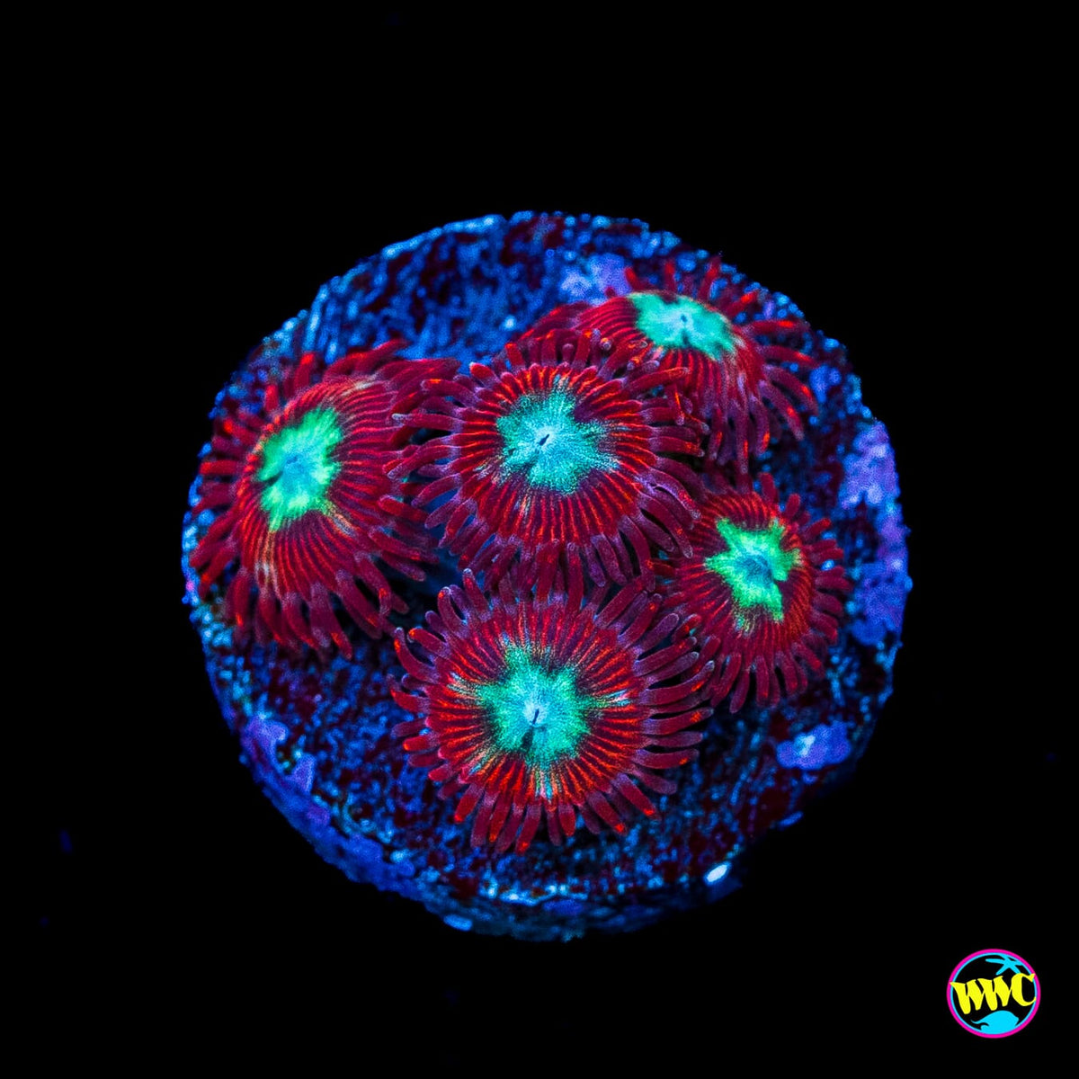 WWC Bloodlust Zoanthids
