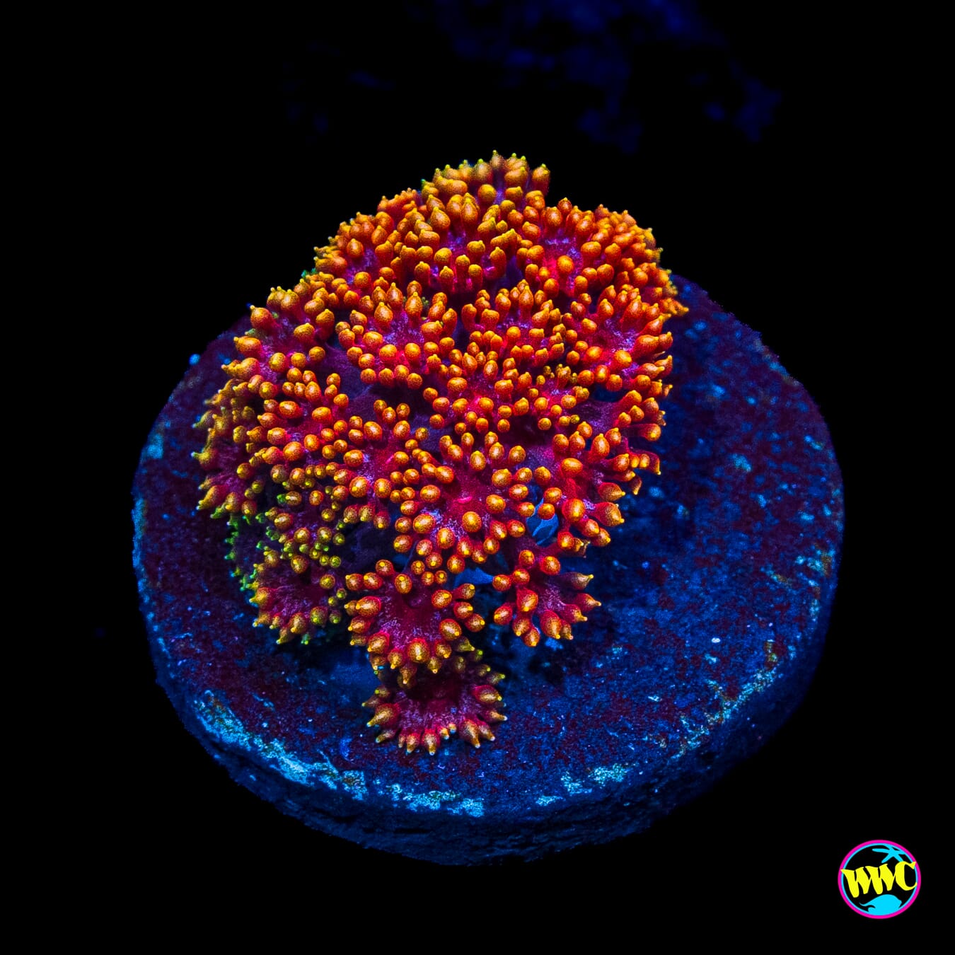 WWC Mai Tai Micro Goniopora