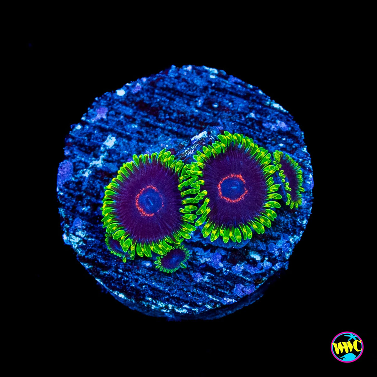 WWC Purple Hearts Zoanthids