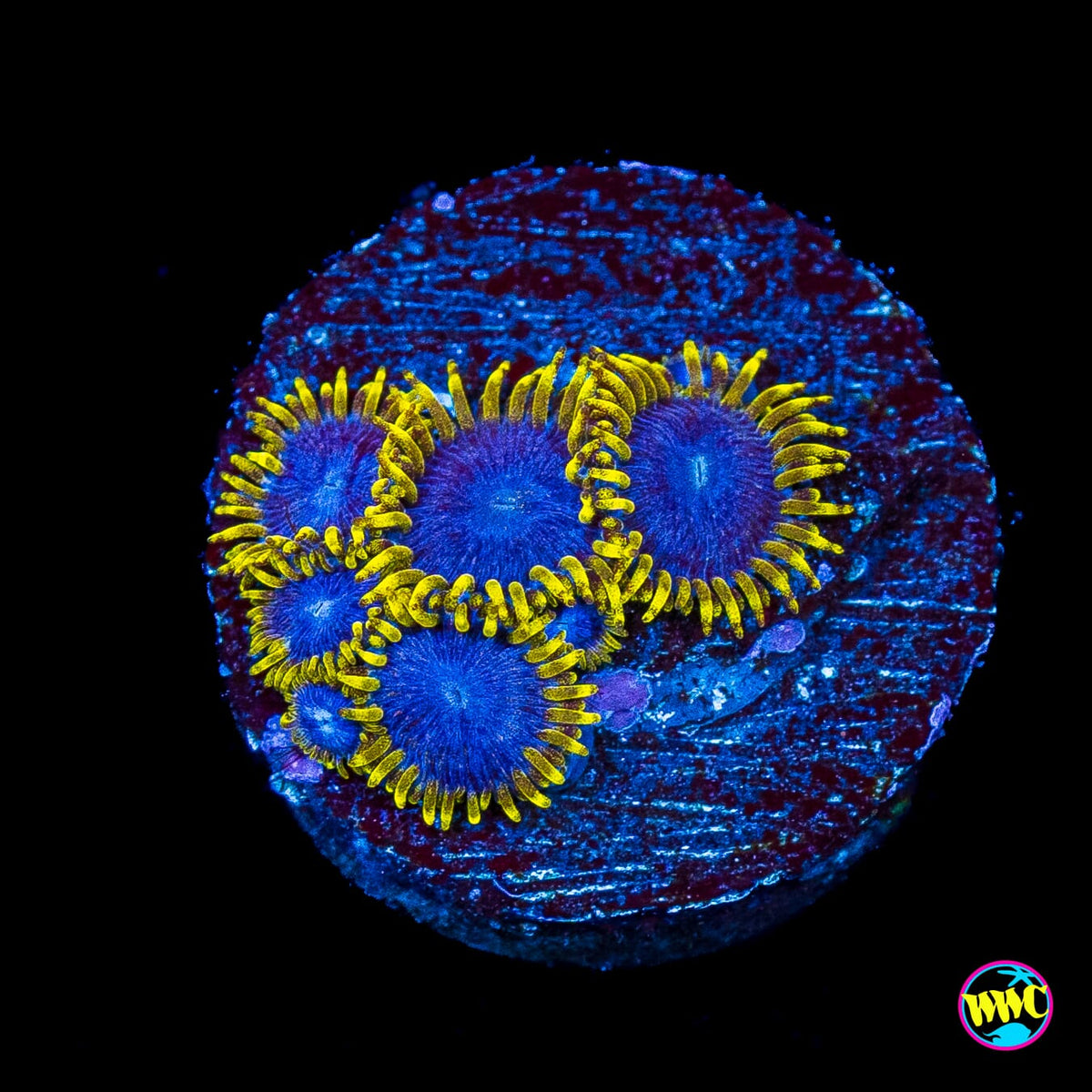 WWC Blue Angels Zoanthids